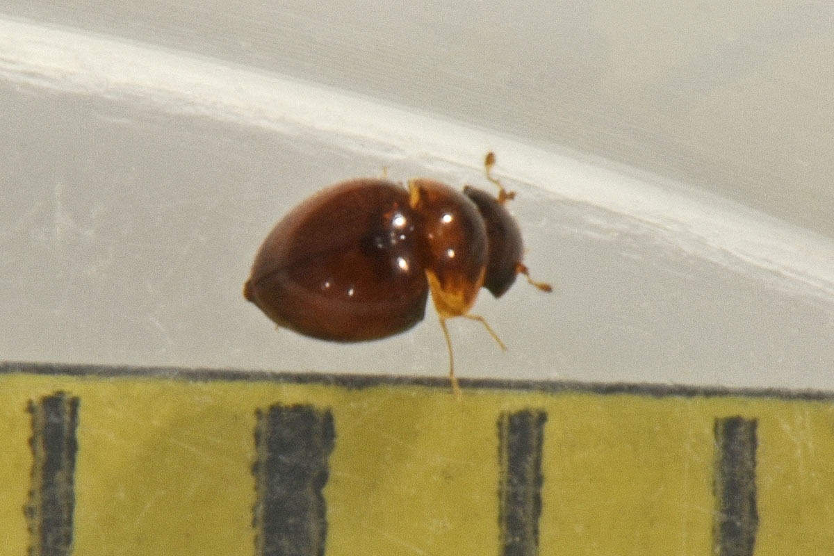 Clambidae: cfr. Clambus sp.